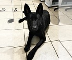 Small Photo #1 German Shepherd Dog Puppy For Sale in BOKOSHE, OK, USA