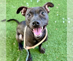 Mutt Dogs for adoption in Tavares, FL, USA