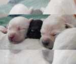 Puppy Black male Labrador Retriever