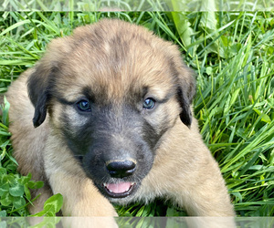 Anatolian Shepherd-Saint Bernard Mix Puppy for sale in PUTNAM STATION, NY, USA