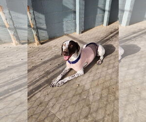 German Shorthaired Pointer Dogs for adoption in Emmett, ID, USA