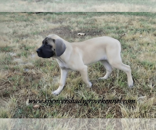 Medium Photo #4 Mastiff Puppy For Sale in CABOOL, MO, USA