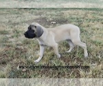 Heidi - Female Mastiff Puppy for Sale - Photo #4