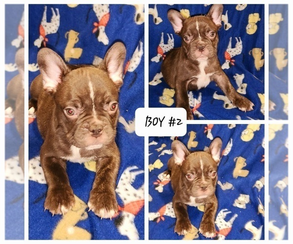 Medium Photo #3 French Bulldog Puppy For Sale in N CHESTERFLD, VA, USA