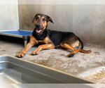 Small #1 Doberman Pinscher Mix