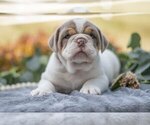 Small #1 Beabull