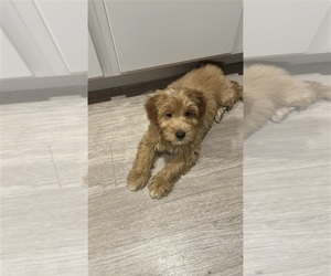 Goldendoodle (Miniature) Puppy for sale in ORLANDO, FL, USA