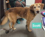 Small #1 Retriever  Mix