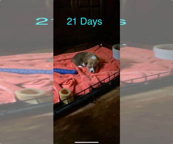 Medium Photo #13 Pembroke Welsh Corgi Puppy For Sale in INDEPENDENCE, MO, USA