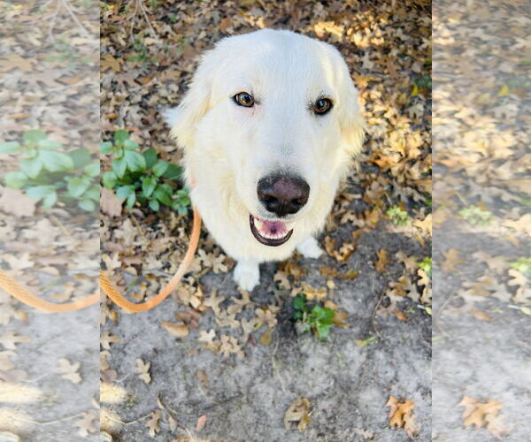 Medium Photo #4 Great Pyrenees Puppy For Sale in Spring, TX, USA