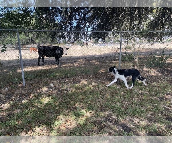 Medium Photo #6 Border Collie Puppy For Sale in SCHERTZ, TX, USA