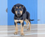 Olaf - Male Australian Shepherd-Unknown Mix Dog for Adoption - Small photo