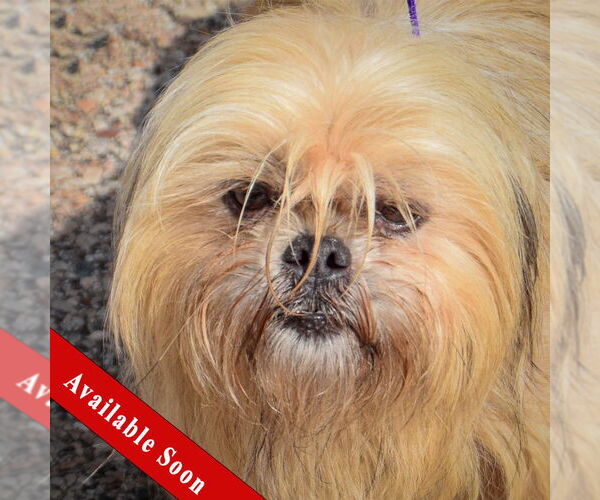 Medium Photo #1 Shih Tzu Puppy For Sale in Huntley, IL, USA