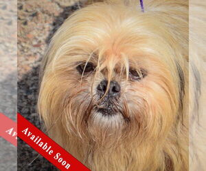 Shih Tzu Dogs for adoption in Huntley, IL, USA