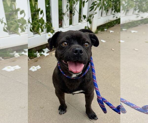 Medium Photo #2 Pug-Unknown Mix Puppy For Sale in Newport Beach, CA, USA