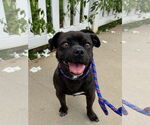 Small #1 Pug Mix