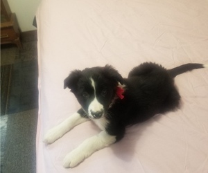 Border Collie Puppy for sale in GRANTSBURG, WI, USA