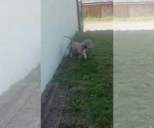 American Bully Puppy for sale in GLASSPORT, PA, USA