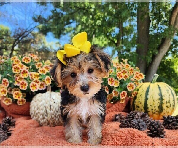 Medium Photo #1 Yorkshire Terrier Puppy For Sale in INDIANAPOLIS, IN, USA