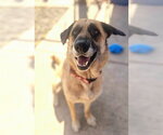 Small German Shepherd Dog Mix
