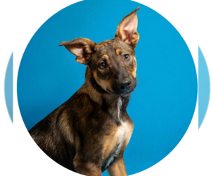 German Shepherd Dog Dogs for adoption in Rowlett, TX, USA