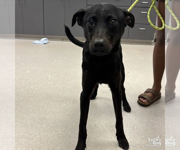 Medium Photo #1 Labrador Retriever-Unknown Mix Puppy For Sale in Washington, DC, USA
