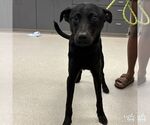 Small Labrador Retriever Mix