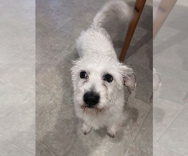 Medium Photo #2 Maltese-Unknown Mix Puppy For Sale in Dana Point, CA, USA