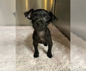 Chihuahua-Unknown Mix Dogs for adoption in Oak Bluffs, MA, USA