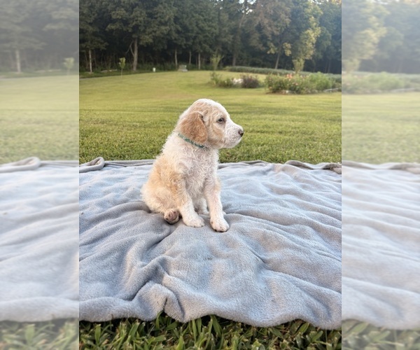 Medium Photo #21 Poodle (Standard) Puppy For Sale in CORYDON, IN, USA