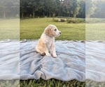 Small #20 Poodle (Standard)