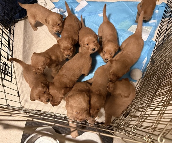 Medium Photo #3 Golden Retriever Puppy For Sale in JACKSONVILLE, FL, USA