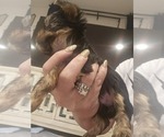 Small #1 Yorkshire Terrier