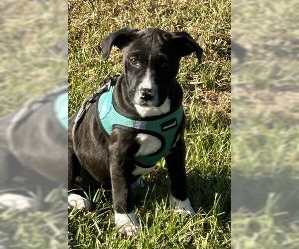 Medium Photo #2 Mutt Puppy For Sale in Tarrytown, GA, USA