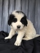 Small Photo #1 Great Pyrenees Puppy For Sale in ARCHBOLD, OH, USA