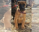 Small Photo #18 Presa Canario Puppy For Sale in LEVITTOWN, PA, USA
