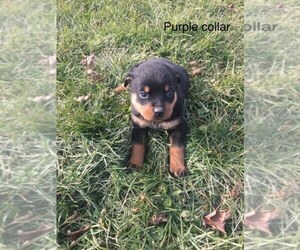 Rottweiler Puppy for sale in PORT ROYAL, PA, USA