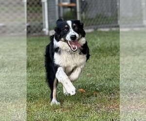 Australian Shepherd Dogs for adoption in Valrico, FL, USA