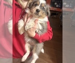 Small Photo #17 Australian Shepherd-Texas Heeler Mix Puppy For Sale in IBERIA, MO, USA