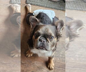 French Bulldog Dogs for adoption in Sioux Falls, SD, USA