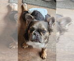 Small French Bulldog