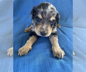 F2 Aussiedoodle Puppy for sale in CENTER, KY, USA