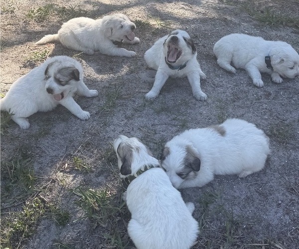 Medium Photo #1 Great Pyrenees Puppy For Sale in LOXAHATCHEE, FL, USA