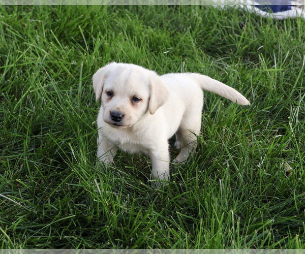 Medium Photo #2 Labrador Retriever Puppy For Sale in SYRACUSE, IN, USA