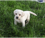 Small #1 Labrador Retriever