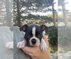 Boston Terrier Puppy for sale in FREDONIA, KS, USA