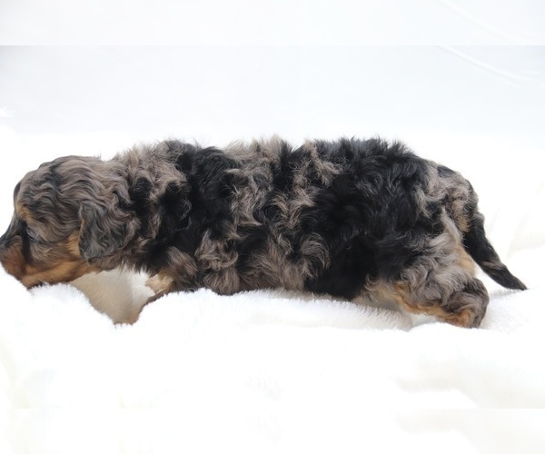 Medium Photo #39 Cockapoo Puppy For Sale in RIPLEY, TN, USA