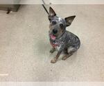 Small Mutt