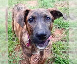 Catahoula Leopard Dog-Labrador Retriever Mix Dogs for adoption in Frankston, TX, USA