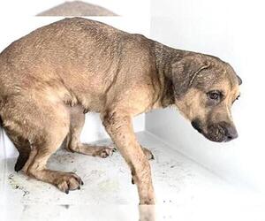 Labrador Retriever-Unknown Mix Dogs for adoption in Houston, TX, USA